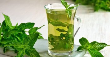 نعناع 